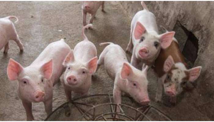 African swine fever: മലയാറ്റൂർ നീലീശ്വരം പഞ്ചായത്തിൽ ആഫ്രിക്കൻ പന്നിപ്പനി സ്ഥിരീകരിച്ചു