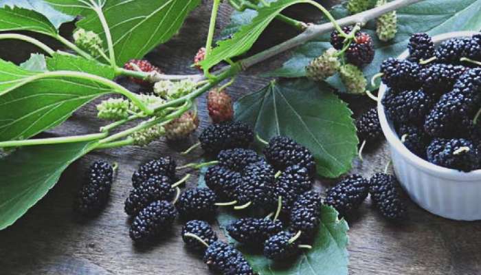 Mulberry Benefits: വിത്തോ തൊലിയോ ഇല്ലാത്ത ഒരേയൊരു പഴമാണ് മൾബറി, ഗുണങ്ങൾ അറിഞ്ഞാൽ നിങ്ങളും അത്ഭുതപ്പെടും