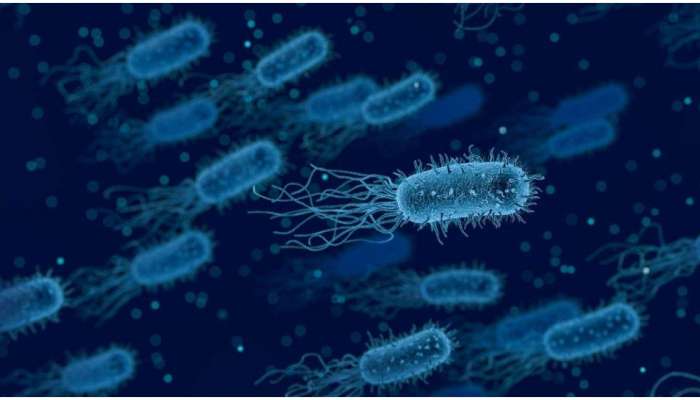 Brucellosis: മൃ​ഗങ്ങളിൽ നിന്ന് മനുഷ്യരിലേയ്ക്ക് പകരും; കൊല്ലത്ത് ഏഴുവയസുകാരിക്ക് ബ്രൂസെല്ലോസിസ് സ്ഥിരീകരിച്ചു