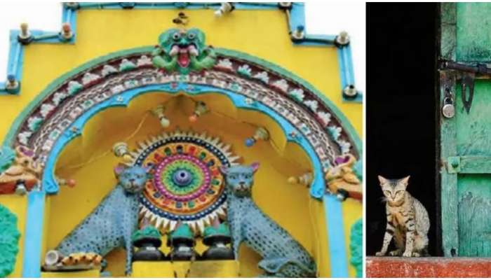 Mangamma temple: പൂച്ചകളെ ആരാധിക്കുന്ന ക്ഷേത്രം; മങ്കാമാ ക്ഷേത്രത്തെ കുറിച്ച് അറിയാം