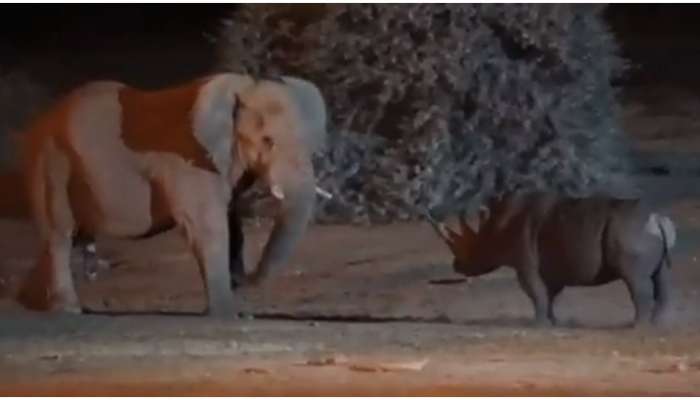 Viral video: &#039;ക്ലാഷ് ഓഫ് ദി ടൈറ്റൻസ്&#039;; ആനയും കാണ്ടാമൃ​ഗവും നേർക്കുനേർ, ആരാകും ജയിച്ചത്? വൈറൽ വീഡിയോ കാണാം 