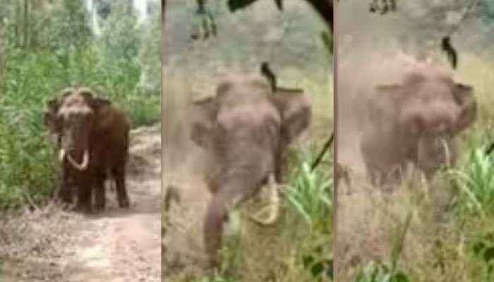 Wild Elephant: മറയൂരിന് സമീപം ജനവാസ മേഖലയിൽ തമ്പടിച്ച് പടയപ്പ; ഭീതിയിൽ നാട്ടുകാരും തോട്ടം തൊഴിലാളികളും