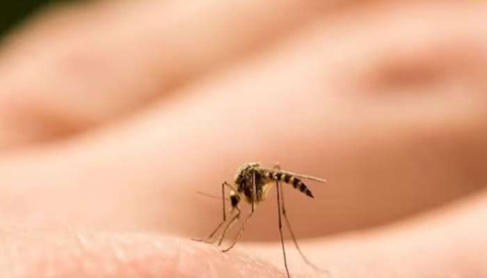 Malaria: മഴക്കാലത്ത് മലേറിയ, ഡെങ്കി എന്നിവയിൽ നിന്ന് കുട്ടികളെ സംരക്ഷിക്കാം; ഇക്കാര്യങ്ങൾ ശ്രദ്ധിക്കൂ