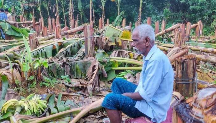 വാഴ നഷ്ടമായ കർഷകന് മൂന്നര ലക്ഷം രൂപ ധനസഹായം; ചിങ്ങം ഒന്നിന് സഹായം കൈമാറും