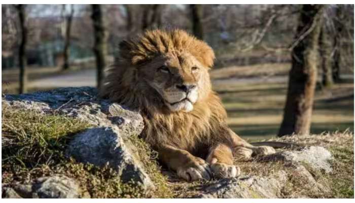 World Lion Day 2023: ലോക സിംഹ ദിനം; കാട്ടിലെ രാജാവിനെക്കുറിച്ച് രസകരമായ ചില കാര്യങ്ങൾ അറിയാം