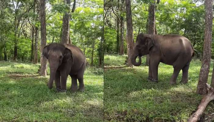 മുത്തങ്ങയുടെ പ്രിയപ്പെട്ട ആനക്കുട്ടി അമ്മു ചെരിഞ്ഞു