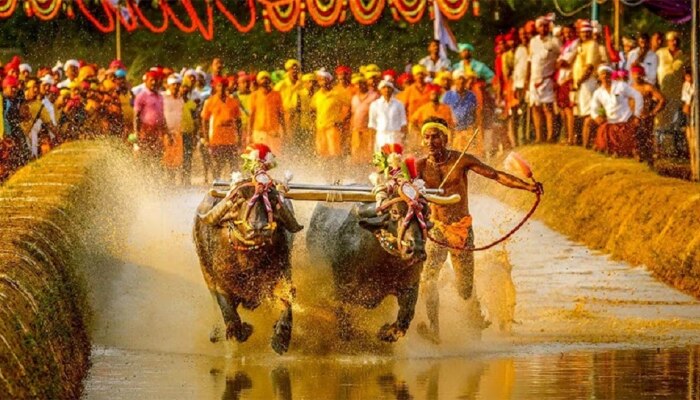 Kambala: കമ്പളയ്ക്കൊരുങ്ങി ബെംഗളൂരു ന​ഗരം; ബോളിവുഡ് നടിമാർ അടക്കം മുഖ്യാതിഥികൾ