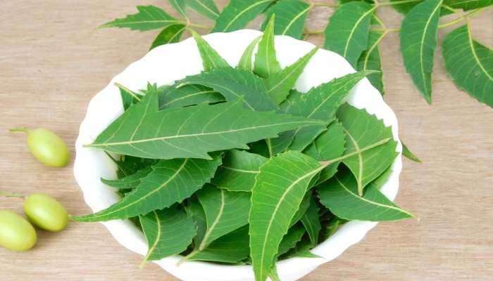 Neem for Hairfall: മുടി കൊഴിച്ചിൽ ഞൊടിയിടയില്‍ മാറും, വേപ്പ് ഈ വിധത്തില്‍ ഉപയോഗിച്ചു നോക്കൂ 
