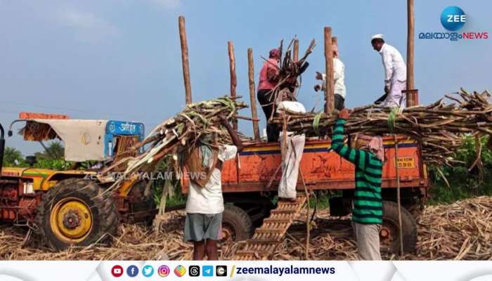 India going to restrict the sugar exporting