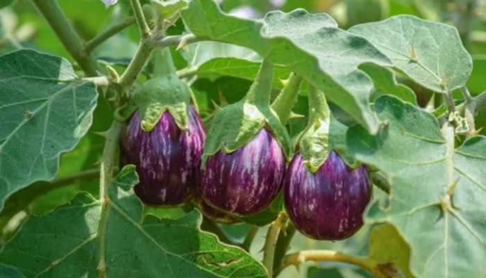 Brinjal: ഈ 5 ആരോഗ്യപ്രശ്നങ്ങളുള്ളവർ വഴുതന കഴിക്കരുത്; പണി പാളും!