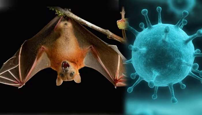 Nipah Virus: എന്താണ് നിപ വൈറസ്? ലക്ഷണങ്ങൾ അറിയാം