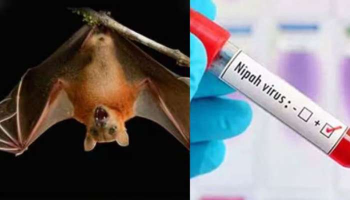 Nipah Virus: വവ്വാലുകളുടെ കോളനികളുള്ള സ്ഥലങ്ങളിൽ പോകരുത്, മരങ്ങൾ മുറിക്കരുത്: നിപ ജാഗ്രതാ നിർദേശങ്ങൾ പുറത്തിറക്കി കോഴിക്കോട് കലക്ടർ