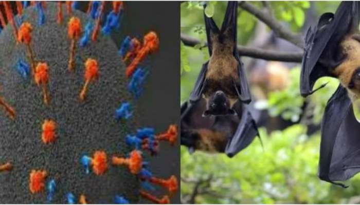 Nipah: നിപ ഭീതിയിൽ കേരളം; രണ്ട് ആരോ​ഗ്യ പ്രവർത്തകർക്ക് കൂടി രോ​ഗലക്ഷണം