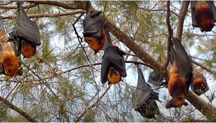 Nipah: 10 ഏക്കറോളം വരുന്ന കൃഷിയിടം വവ്വാലുകളുടെ താവളം; നിപ ഭീതിയില്‍ ഒരു ഗ്രാമം