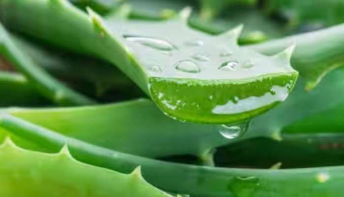 Aloe Vera: ചർമ്മത്തിനും മുടിക്കും മികച്ചത്; കറ്റാർ വാഴ അത്ഭുത ​ഗുണങ്ങൾ നിറഞ്ഞത്