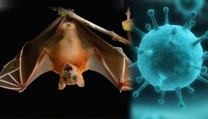 Kerala Nipah Cases: നിപയിൽ 24 സാമ്പിളുകൾ നെഗറ്റീവ്, ഇനി 3 എണ്ണം കൂടി