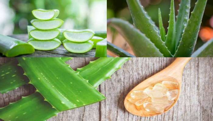 Aloe Vera Benefits: മുടി കൊഴിച്ചില്‍ ഞൊടിയിടയില്‍ മാറ്റാം, കറ്റാര്‍വാഴ നല്‍കും ഗുണങ്ങള്‍ ഏറെ