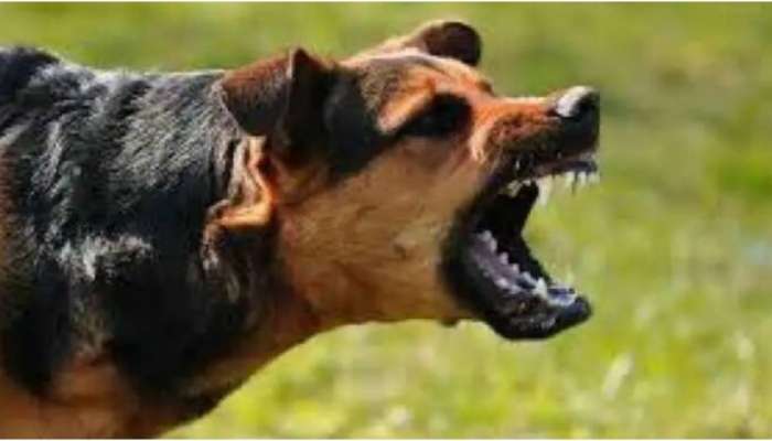 Stray dog attack: പാലക്കാട് രണ്ടര വയസുകാരന്റെ ചെവി തെരുവു നായ കടിച്ചെടുത്തു