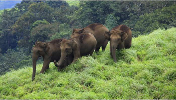 Wildlife Week: വന്യജീവി വാരാഘോഷം; എല്ലാ വന്യജീവി സങ്കേതങ്ങളിലും പൊതുജനങ്ങള്‍ക്ക് സൗജന്യ പ്രവേശനം 