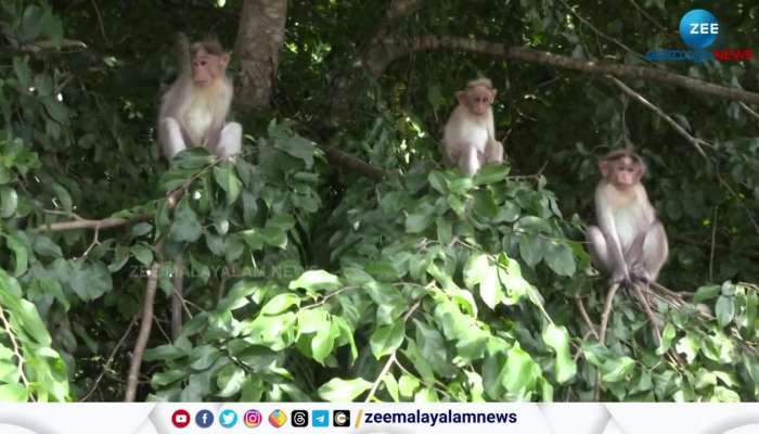 Monkeys Vs Farmers in Kuttampuzha