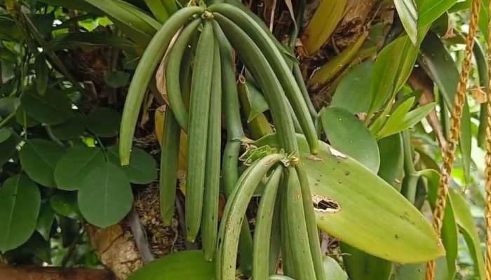 കിലോ 5000, ഇടുക്കിയ്ക്ക് പുത്തൻ പ്രതീക്ഷയേകി വാനില കൃഷി