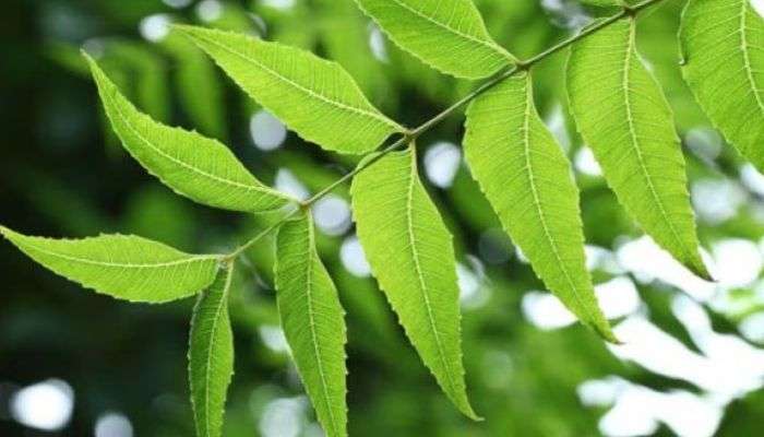 Neem Tea: ആര്യവേപ്പില ചായ കുടിച്ചാലോ? ഗുണങ്ങൾ അറിയാം  