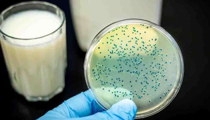 Brucellosis : ജന്തുജന്യരോഗമായ ബ്രൂസല്ലോസിസ് തിരുവനന്തപുരത്ത് രണ്ട് പേർക്ക് സ്ഥിരീകരിച്ചു