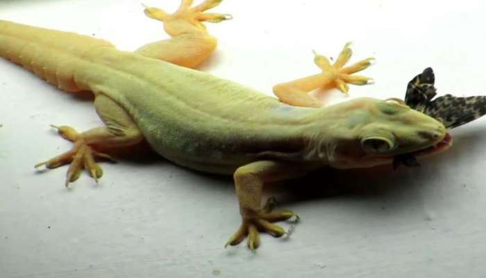 Lizards and Myths: പല്ലി ദേഹത്ത് വീണാല്‍ എന്ത് സംഭവിക്കും?   