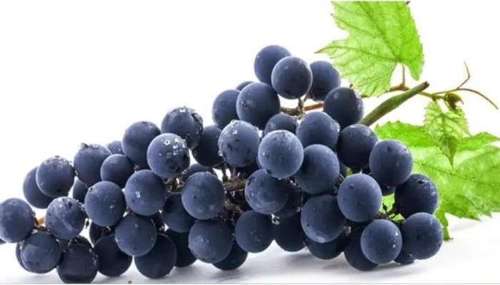 Black Grapes: കറുത്ത മുന്തിരി പവർഫുള്ളാണ്; അറിഞ്ഞിരിക്കണം ഈ ആരോഗ്യ ഗുണങ്ങൾ