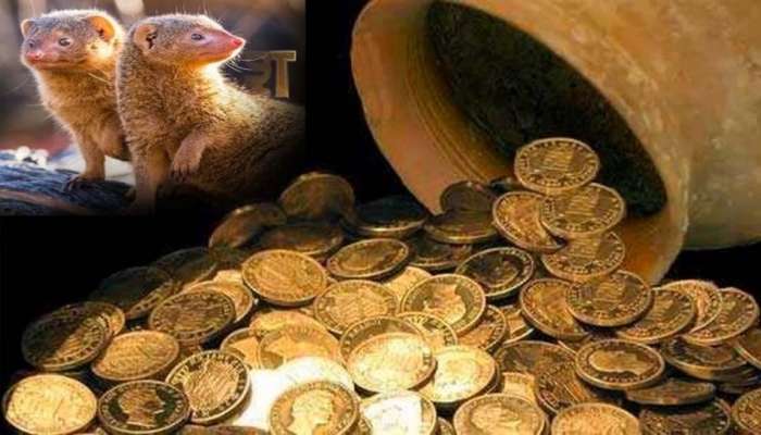 Mongoose and Vastu: ഈ ചെറിയ മൃഗം അപാരമായ സമ്പത്ത് ലഭിക്കുന്നതിന്‍റെ സൂചന നല്‍കും!! 