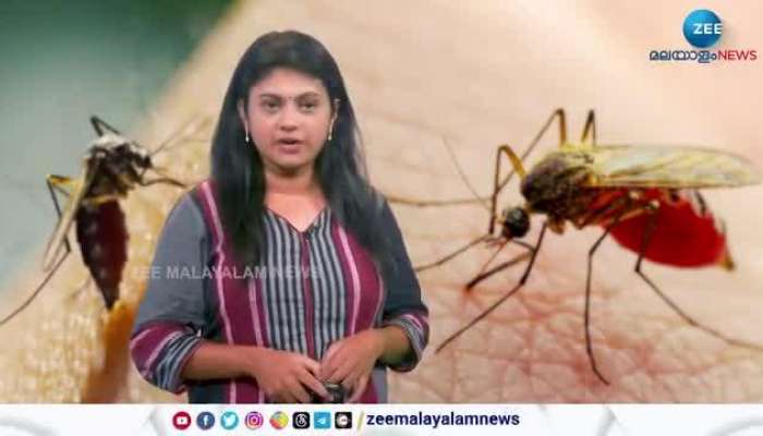 Dengue Fever