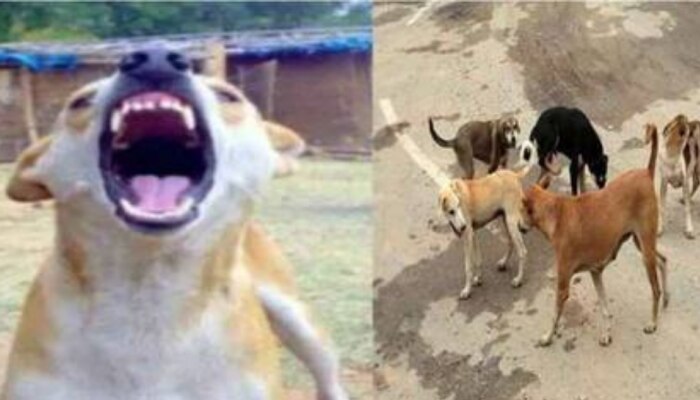 Dog Attack: വീടിന് മുൻപിൽ കളിച്ചു കൊണ്ടിരുന്ന 5 വയസുകാരനെ തെരുവ് നായ കടിച്ചു