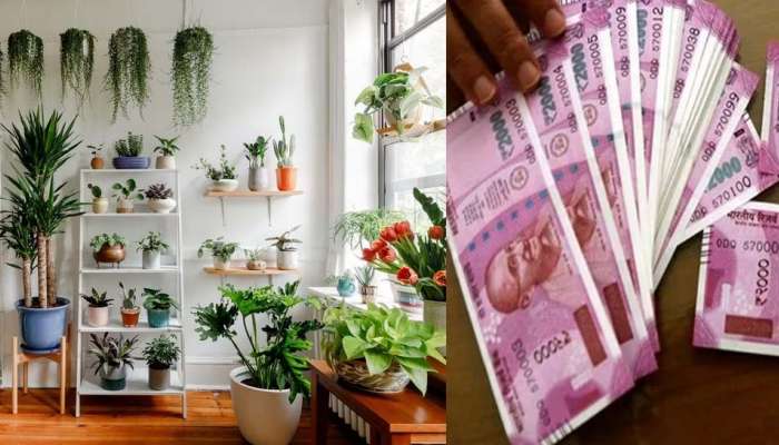 Lucky Plants for Home: ഈ 5 ചെടികൾ വീട്ടില്‍ നട്ടുപിടിപ്പിച്ചോളൂ, സമ്പത്തിന് ഒരു കുറവും വരില്ല!! 