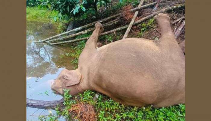 Wild elephant: പാലക്കാട് നെല്ലിയാമ്പതിയിൽ കാട്ടാനയെ ചെരിഞ്ഞ നിലയിൽ കണ്ടെത്തി