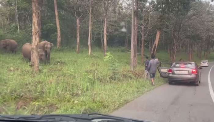 കാട്ടാനകളെ പ്രകോപിപ്പിച്ചുകൊണ്ട് സെല്‍ഫി; സഞ്ചാരികള്‍ക്കെതിരെ നടപടിയുമായി വനംവകുപ്പ്