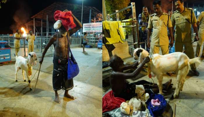 Sabarimala: ശബരിമലയില്‍ കൗതുക കാഴ്ച; അയ്യന് കാണിക്കയായി ജമ്‌നാപ്യാരി