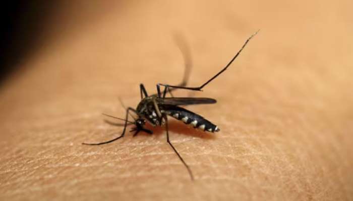 Dengue Fever: 'ഡെങ്കിയ്‌ക്കെതിരെ ഒരുമിക്കാം'; തിരുവനന്തപുരത്ത് ആരോഗ്യവകുപ്പിന്റെ പ്രത്യേക ക്യാമ്പയിന്‍