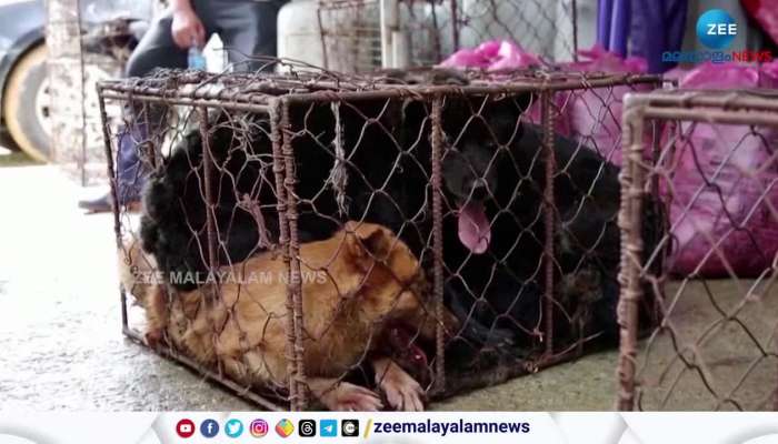  South Korea plans to ban dog meat