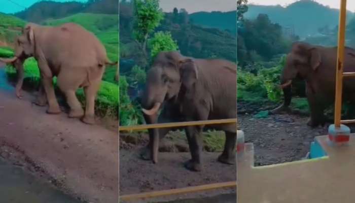 Wild Elephant : പടയപ്പ മാത്രമല്ല വേറെ കാട്ടാനകളും മൂന്നാറിലെ ജനവാസ മേഖലയില്‍ ശല്യമാകുന്നുയെന്ന് പരാതി