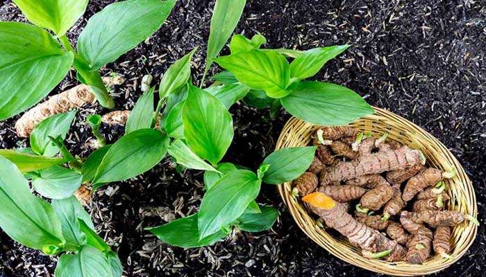 Turmeric Plant and Vastu: വീട്ടിൽ മഞ്ഞൾ നടാമോ? വാസ്തു ശാസ്ത്രം പറയുന്നത് എന്താണ്? 