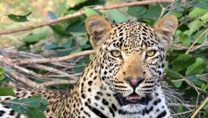 Leopard attack: പശു ചത്ത നിലയിൽ; പുലിപ്പേടിയിൽ ദേവികുളം