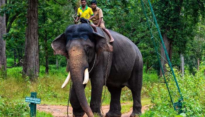 Kumki Elephant Arjun |  മൈസൂർ ദസറയുടെ താരം, കാട്ടാനയുടെ കുത്തേറ്റ് കർണ്ണാടക വനം വകുപ്പിൻറെ കുംങ്കി അർജുൻ ചെരിഞ്ഞു