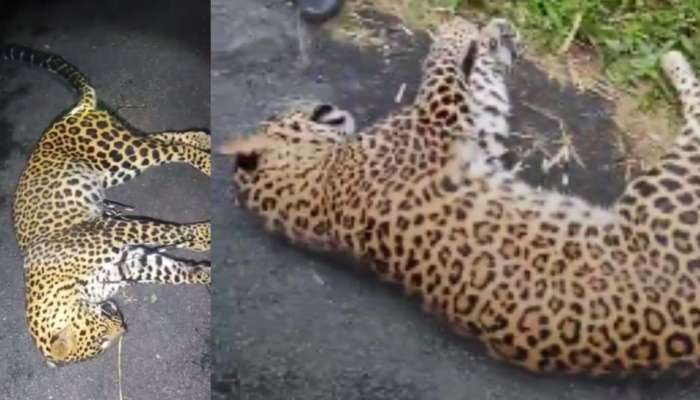 Leopard: കോഴിക്കോട് റോഡരികില്‍ പുലി ചത്ത നിലയില്‍; ശരീരത്തിൽ മുള്ളന്‍പന്നിയുടെ മുള്ളുകള്‍