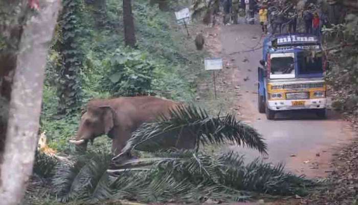 Wild Elephant : കട്ടപ്പ പന മറിച്ചിട്ട് അതിരപ്പിള്ളിയിൽ റോഡ് തടഞ്ഞു! വിനോദസഞ്ചാരികളും പ്രദേശവാസികളും കുടുങ്ങി