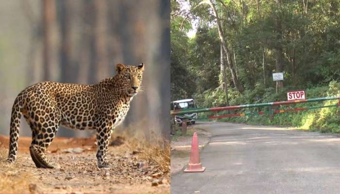 Ponmudi: സഞ്ചാരികളുടെ ഒഴുക്കിനിടെ പൊൻമുടിയിൽ പുള്ളിപ്പുലി ഇറങ്ങി; നിരീക്ഷണം ശക്തമാക്കി വനം വകുപ്പ്