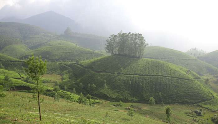 Munnar: താപനില 4 ഡി​ഗ്രിയിൽ; സഞ്ചാരികളെ 'വിറപ്പിച്ച്' മൂന്നാര്‍