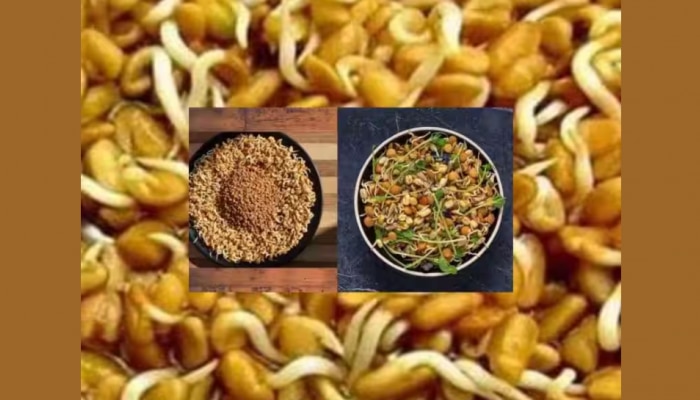 Fenugreek Sprouts: ഉലുവ ഈ രീതിയിൽ കഴിച്ചു നോക്കൂ..! ശരീരത്തിൽ ഞെട്ടിക്കുന്ന മാറ്റങ്ങൾ കാണാം