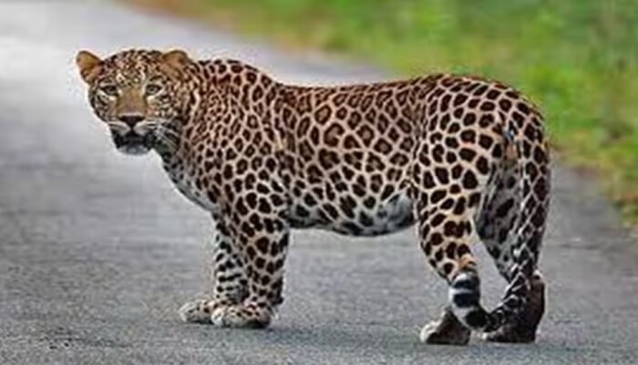 Leopard Spotted: ഇൻഫോസിസിന് സമീപം പുള്ളിപ്പുലിയെ കണ്ടെത്തി; വനംവകുപ്പ് തിരച്ചിൽ ആരംഭിച്ചു