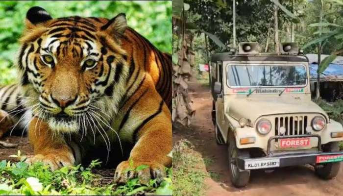 Tiger: പുൽപ്പള്ളിയിലെ ജനവാസ മേഖലയിൽ വീണ്ടും കടുവയിറങ്ങി; പ്രദേശവാസികൾ ഭീതിയിൽ