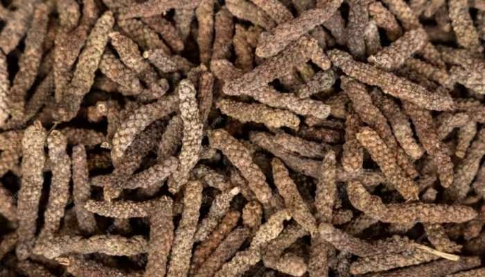 Long Pepper Benefits: രോ​ഗപ്രതിരോധശേഷി വ‍‍ർധിപ്പിക്കാനും ജലദോഷവും ചുമയും ശമിപ്പിക്കാനും മികച്ചത്; തിപ്പലി നൽകും നിരവധി ​ഗുണങ്ങൾ